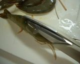 簡単！あともう1品のえびのオーブン焼き作り方1写真