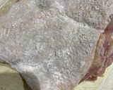 究極の照り焼きチキン作り方2写真