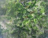 新物あおさと鯛の辛子酢味噌和え作り方3写真