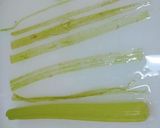 蕗（ふき）のおひたし作り方8写真