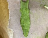 幼虫チョコ アゲハ蝶の一生作り方23写真