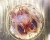 ムクドリの唐揚げ(ジビエ)作り方3写真