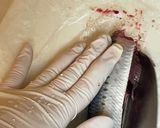【基本】いわしのさばき方・煮付け用作り方4写真