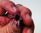 ホタルイカの処理作り方9写真