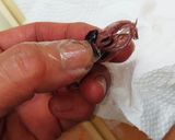 ホタルイカの処理作り方10写真