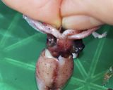 ホタルイカの処理作り方11写真