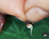 ホタルイカの処理作り方12写真