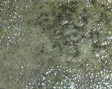 甘~い♡ベタベタしないにぼしのカリカリ作り方3写真