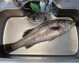 スズキのホイル包み蒸し（生姜味噌）作り方1写真