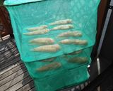 絶品！鶏ささ身の燻製作り方6写真