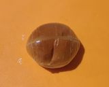 練乳消費に！！簡単あま～いロールパン作り方3写真