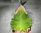 いわしの梅しそ天ぷら作り方3写真
