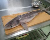 アブラツノザメのフライ作り方1写真