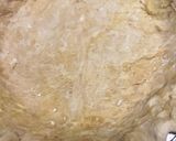 焼いても縮まないパイ生地２０２２作り方5写真