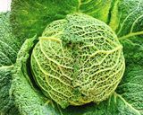 ごま油香る♪サボイキャベツのじゃこ炒め作り方1写真