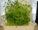 1袋で2度おいしい!ニョキニョキ豆苗^^作り方11写真