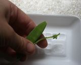 お煮しめ【おせち】作り方11写真