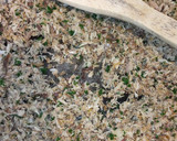 鯖の下処理(パスタ用)作り方6写真