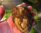 イカと里芋の煮物作り方2写真