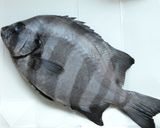 イシダイの煮付け作り方1写真