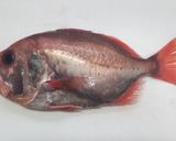ハシキンメの煮付け作り方1写真