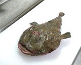 あんこうの捌き方作り方1写真