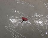 春弁当に♪桜と枝豆のオイルおにぎり作り方5写真