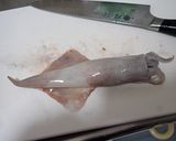 ヤリイカの塩茹で作り方4写真