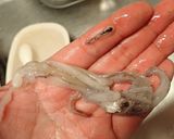 ヤリイカと長いもの煮つけ作り方4写真