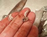 ヤリイカと長いもの煮つけ作り方3写真