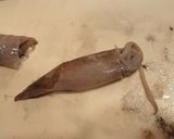 ヤリイカと長いもの煮つけ作り方6写真