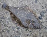 マコガレイ肝の湯引き作り方1写真