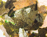 ほうれん草としらすの焼きのり和え作り方8写真