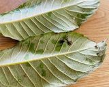 琵琶の葉茶（ダイエットや骨粗しょう症に）作り方1写真