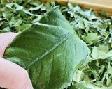 琵琶の葉茶（ダイエットや骨粗しょう症に）作り方4写真