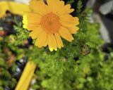 春✿あみエビと春菊の花びらサラダ作り方1写真