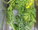 春✿あみエビと春菊の花びらサラダ作り方2写真