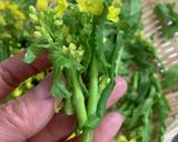 春味♪ベジ☆菜の花ペペロンチーノ作り方1写真