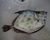 カガミダイの刺身作り方1写真
