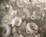 コブクロの塩焼き作り方2写真