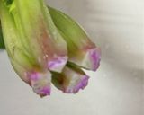 ほうれん草とシラスのマヨ和え作り方1写真