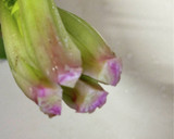 ほうれん草とシラスのマヨ和え作り方1写真