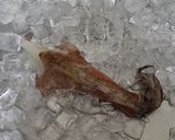 ヤリイカのオイスターソース炒め作り方1写真