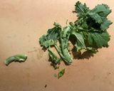 Garlic Broccoli Rabe作り方1写真