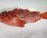 オニカサゴの煮付け（イズカサゴ）作り方1写真