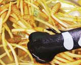 基本の☆つくしの下処理作り方4写真