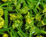 リカちゃん♡【野草】菜の花甘酢【春】作り方4写真