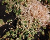 大根葉のしっとりふりかけ。(ツナ入り)作り方3写真