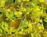 リカちゃん♡菜の花サラダ*特製かぼすドレ作り方16写真