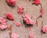 桜の塩漬けで桜色のお塩♪作り方2写真